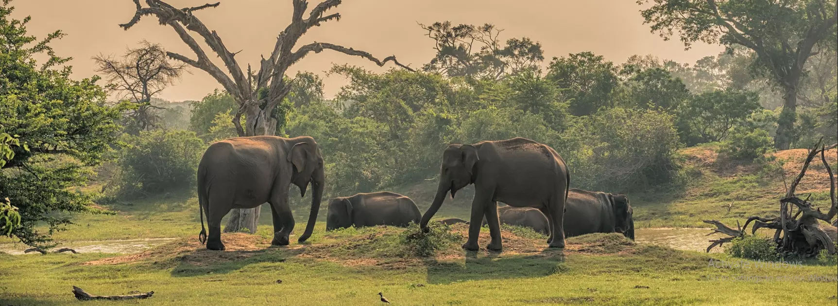 Minneriya Jeep Safari